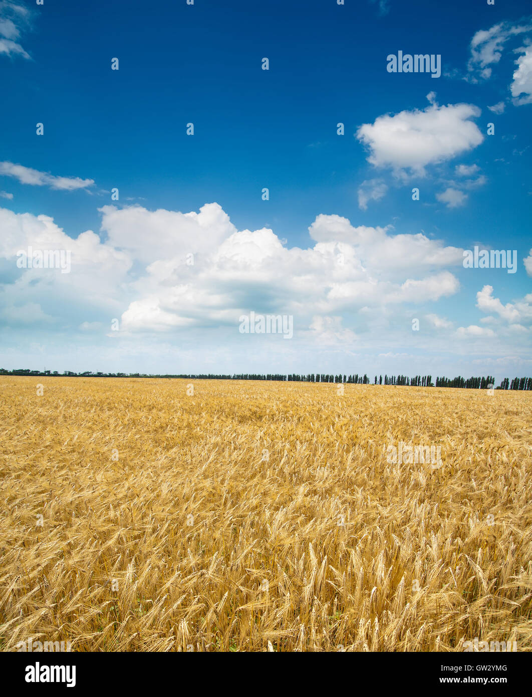 field of wheat under blue sky Stock Photo - Alamy