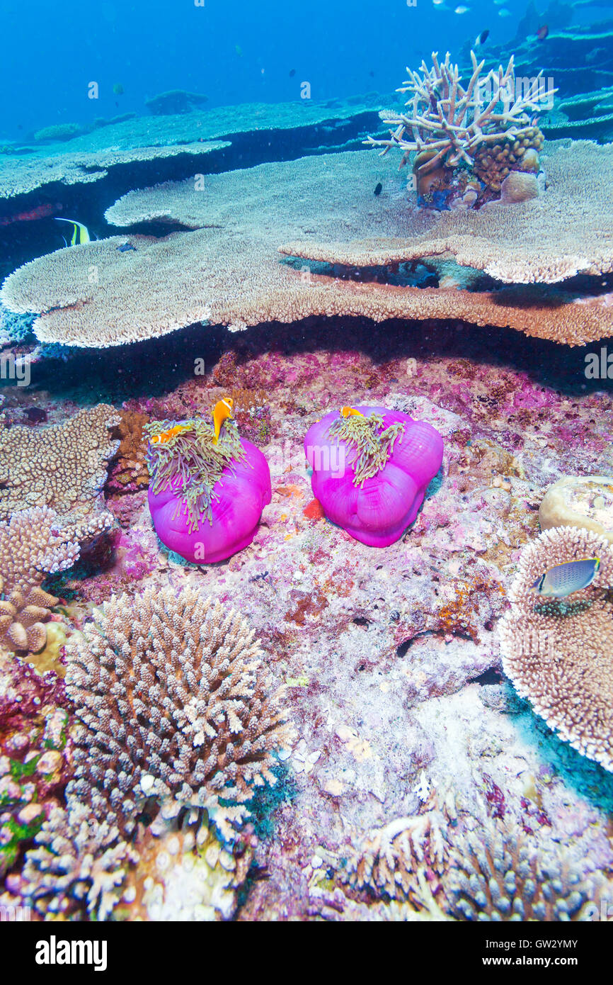 Maldive anemonefish (Amphiprion nigripes) in a sea anemone (Heteractis magnifica), Maldives Stock Photo