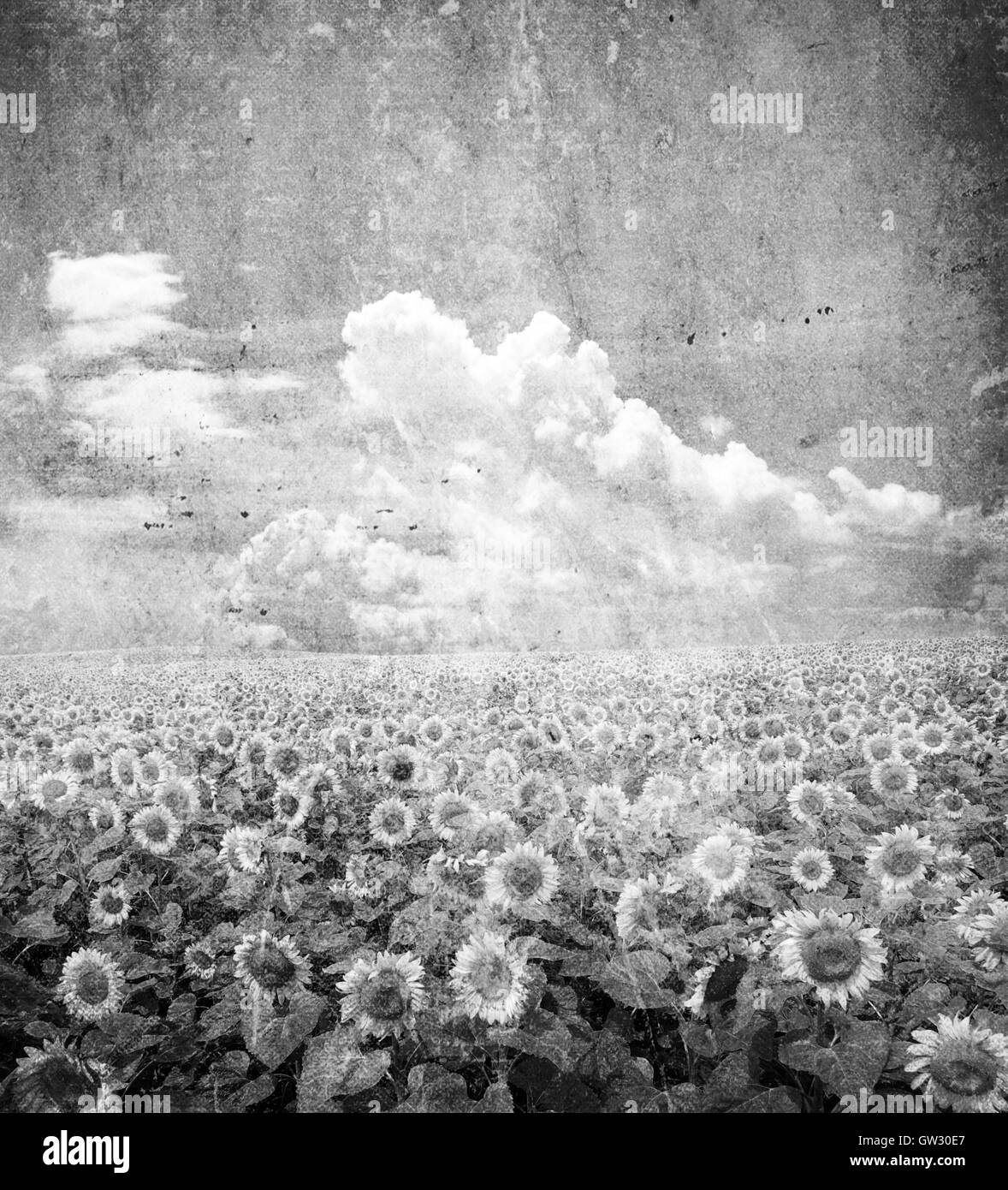 Sunflower field Black and White Stock Photos & Images Alamy