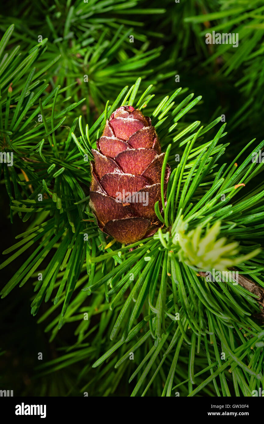 fresh cone on a larch Stock Photo