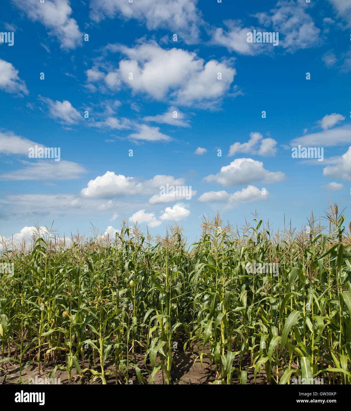 field with corn under blue sky and clouds Stock Photo - Alamy