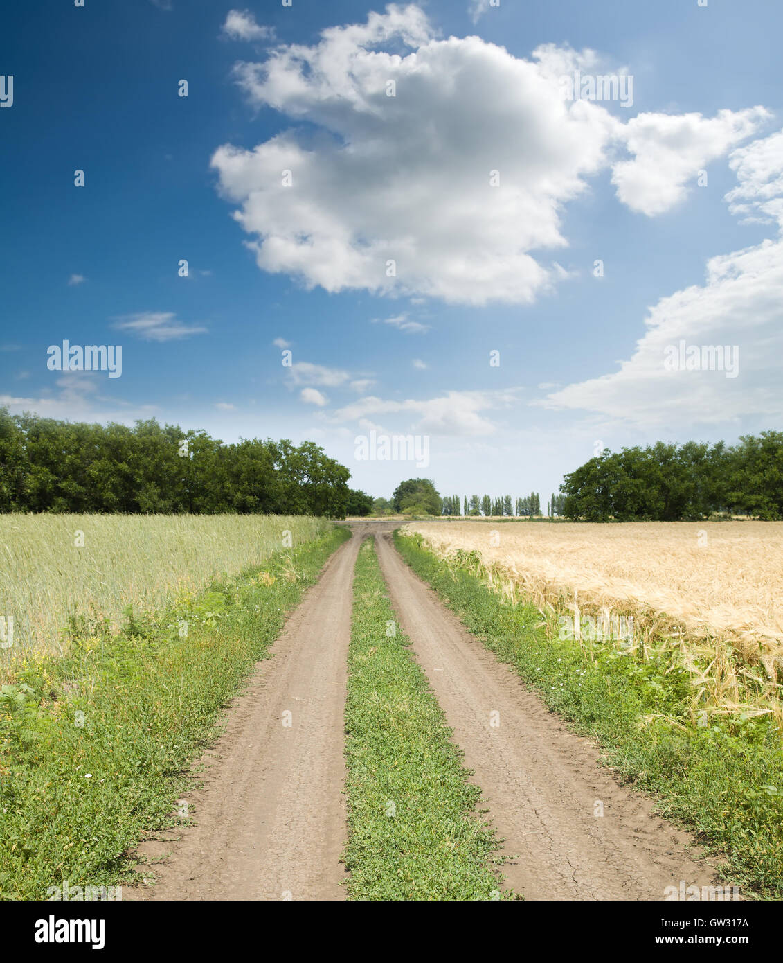 dirty road between green and gold fields Stock Photo - Alamy