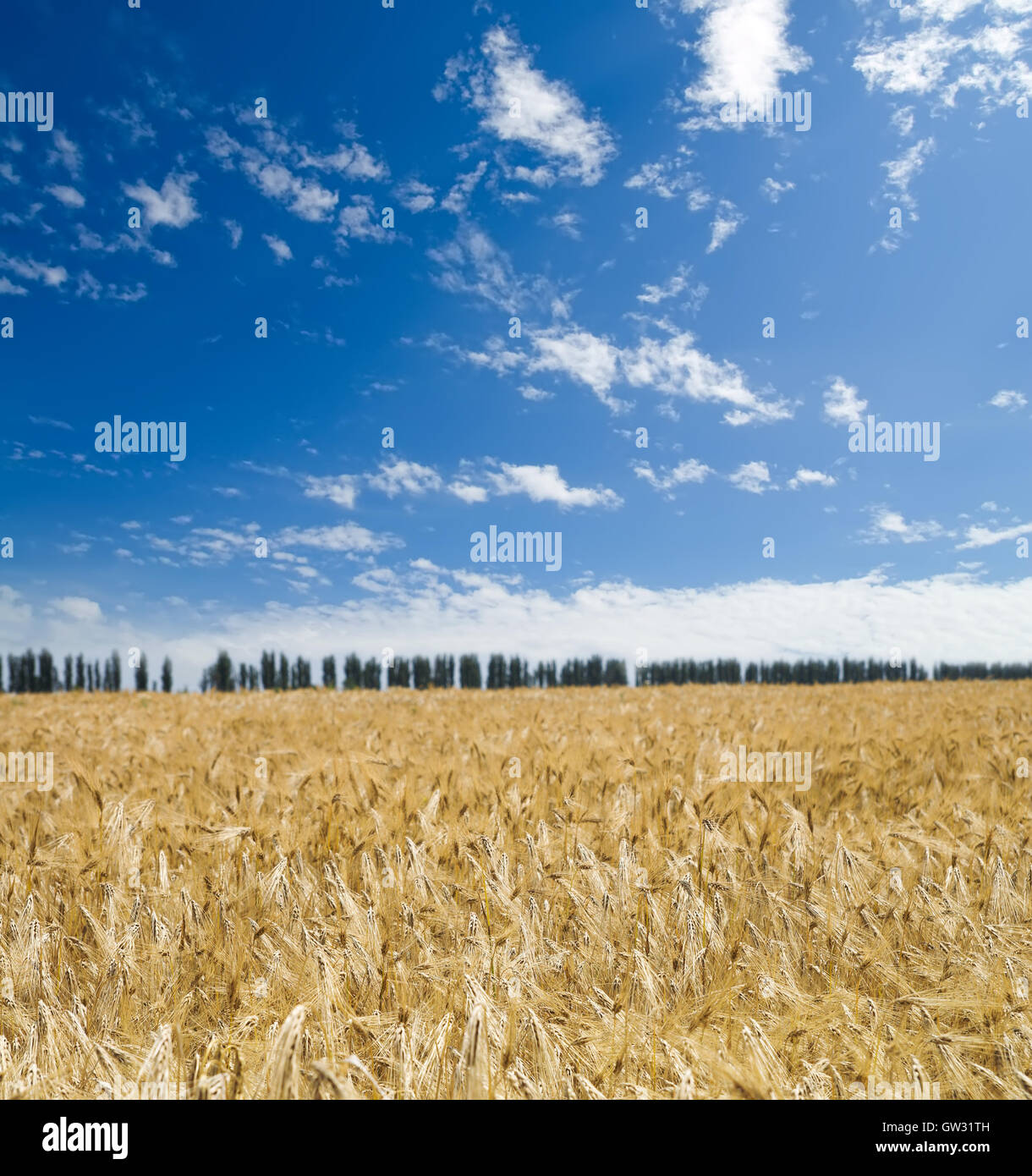 field of wheat under blue sky Stock Photo - Alamy