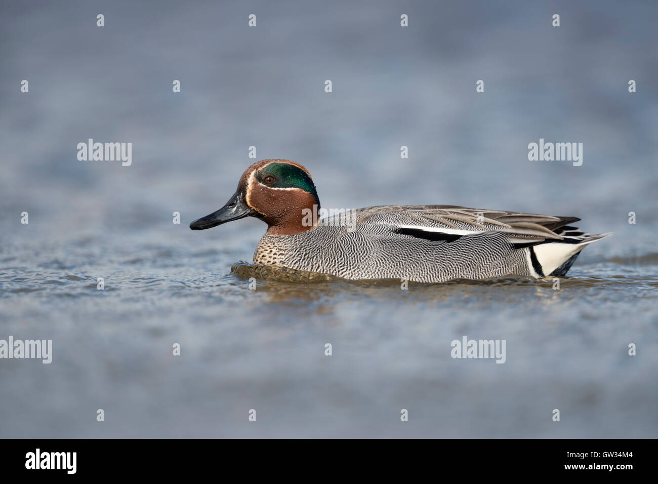 Teal / Krickente ( Anas crecca ), drake, in colorful breeding dress, swimming close by, perfect side view, wildlife, Europe. Stock Photo