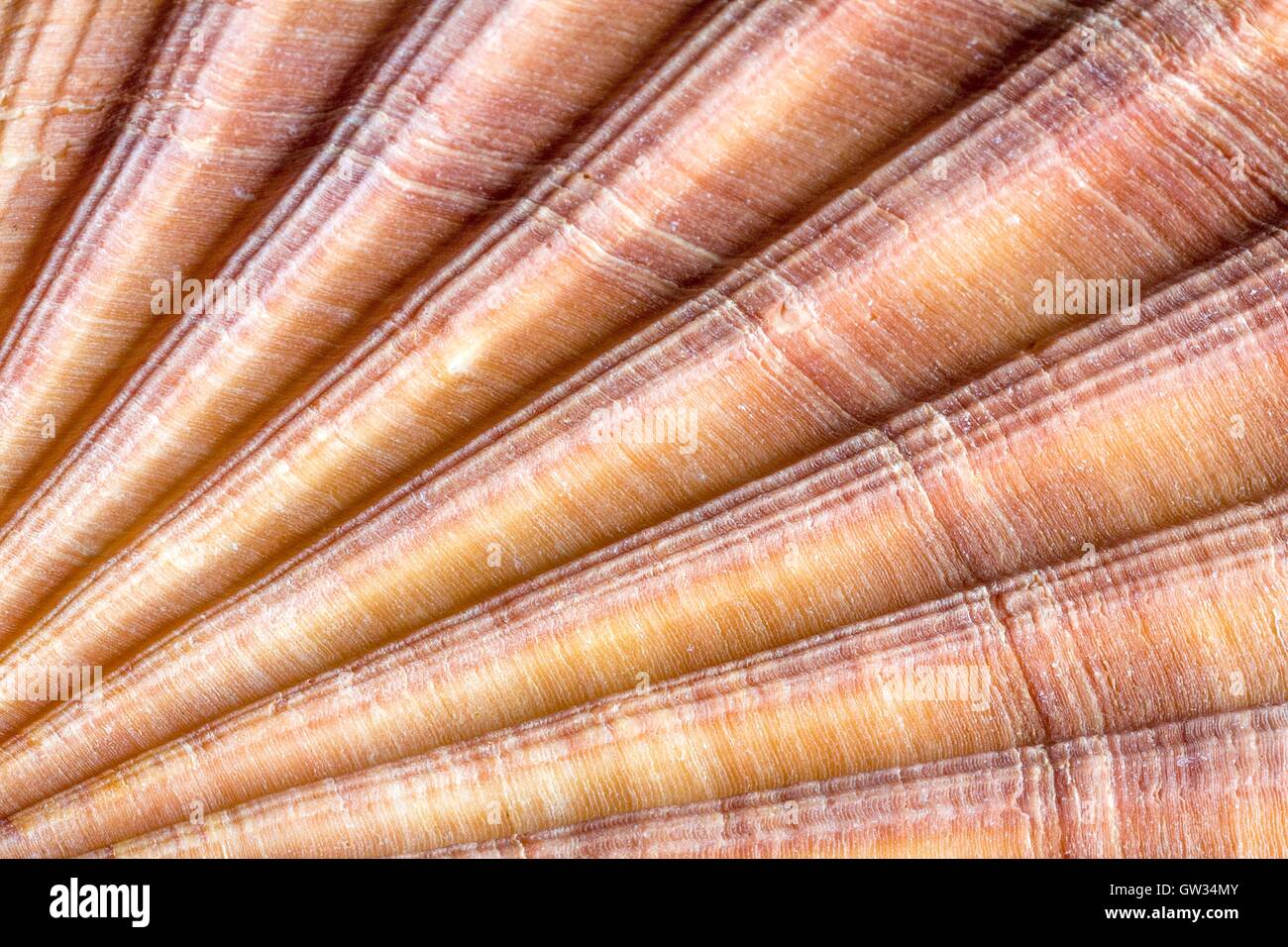 Red-ribbed scallop shell, macrophotograph. The shell of a red-ribbed scallop (Aequipecten glyptus), a marine bivalve mollusc. Shells of bivalve molluscs consist of two articulating parts, or valves. Horizontal object size of this image section: 15 mm. Stock Photo