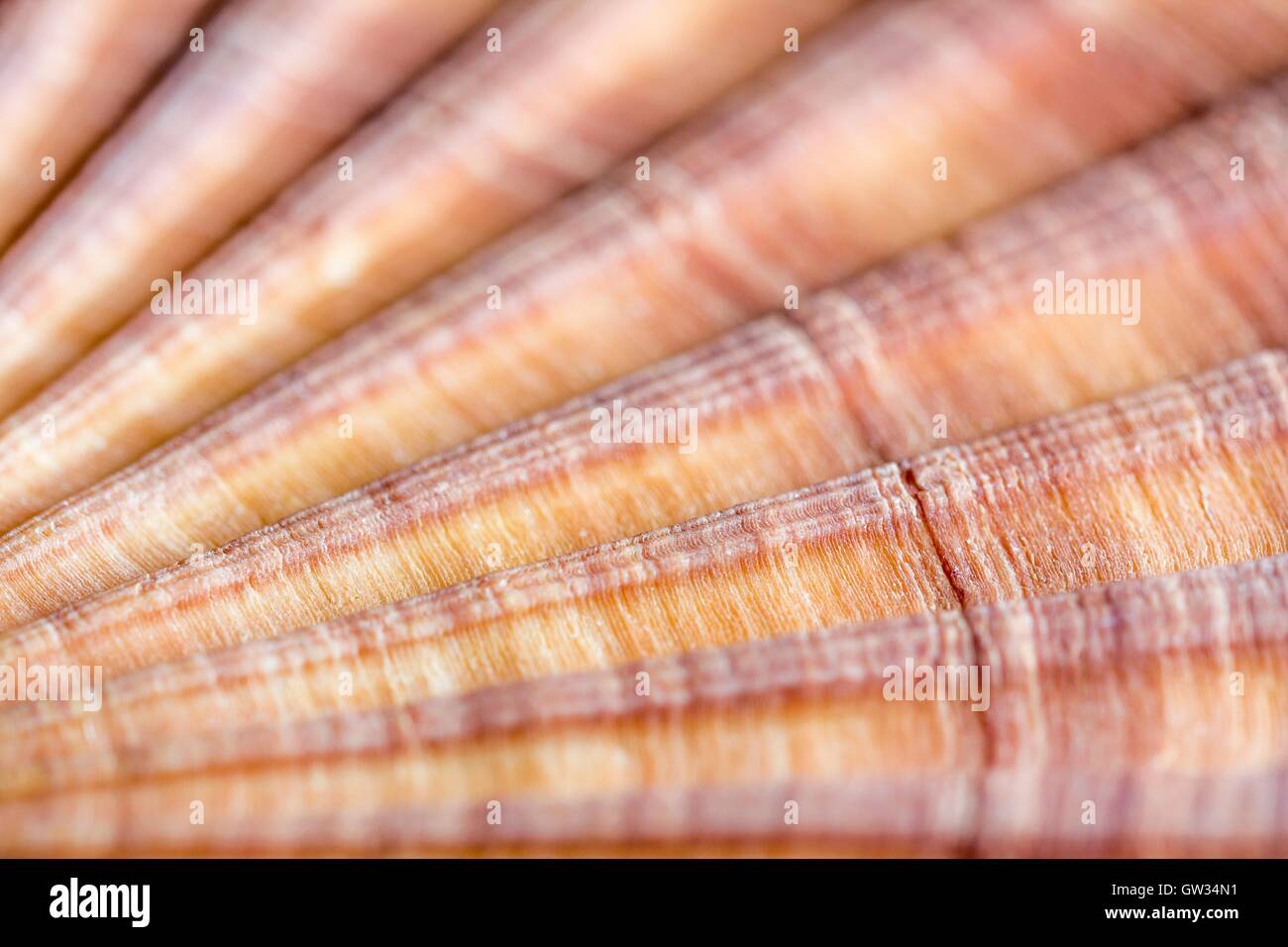 Red-ribbed scallop shell, macrophotograph. The shell of a red-ribbed scallop (Aequipecten glyptus), a marine bivalve mollusc. Shells of bivalve molluscs consist of two articulating parts, or valves. Horizontal object size of this image section: 15 mm. Stock Photo
