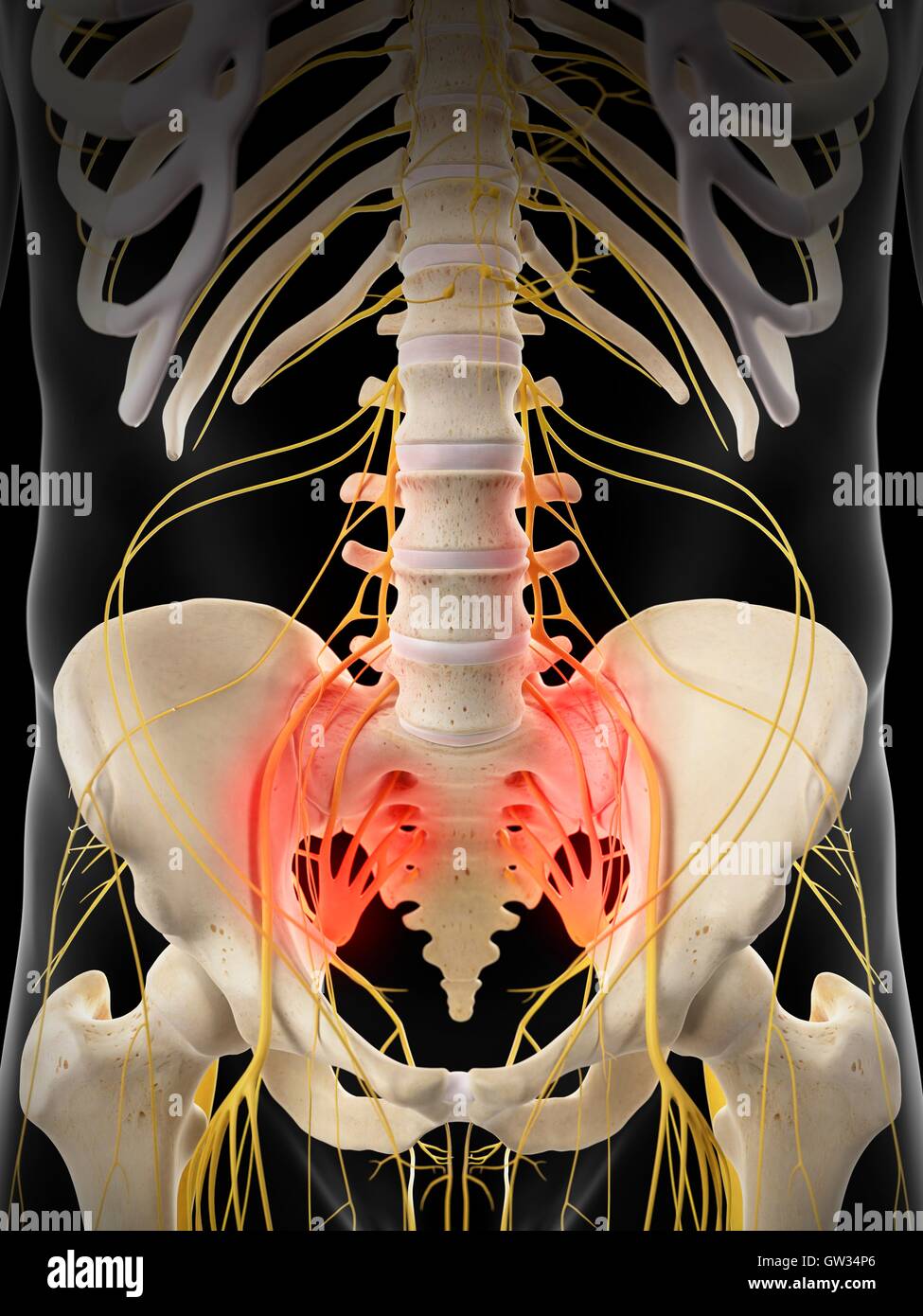 Human sacral nerve pain, illustration. Stock Photo