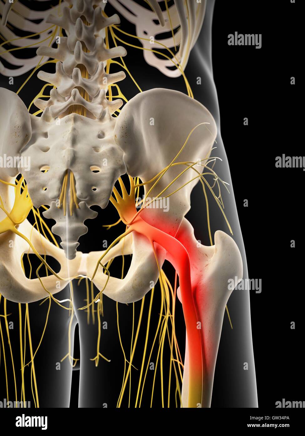 Sciatic Nerve Pain Anatomy