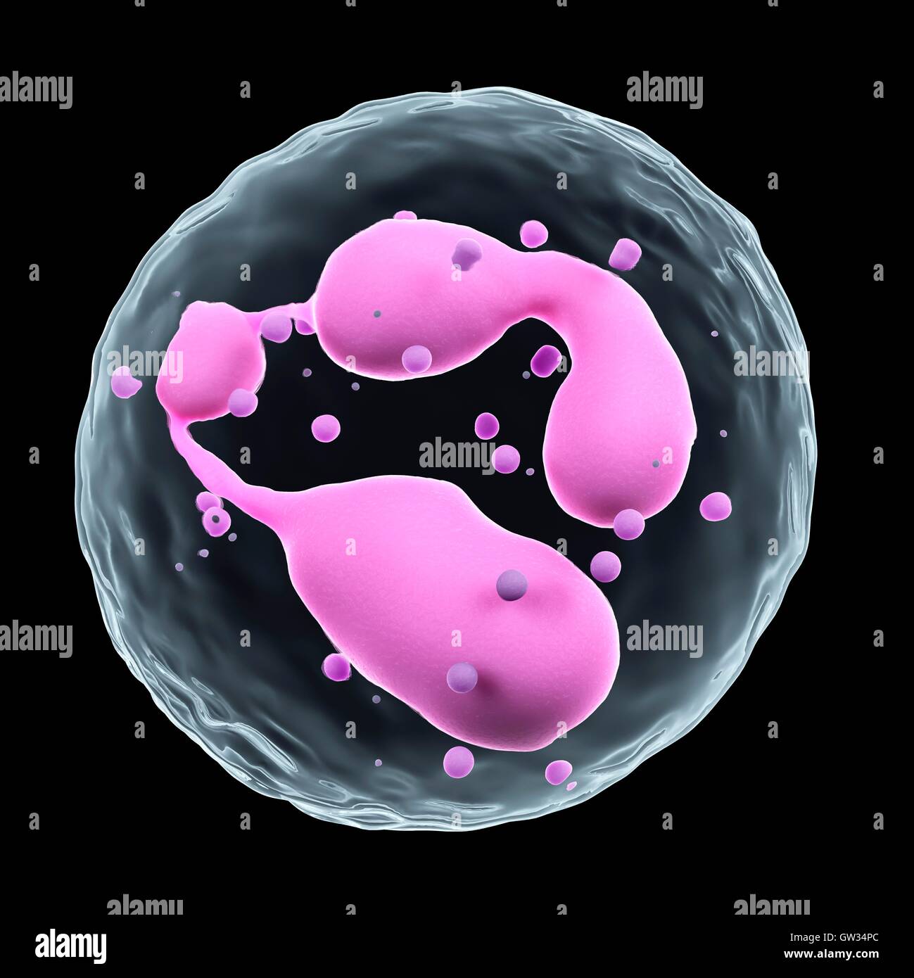 Human white blood cell, illustration Stock Photo Alamy