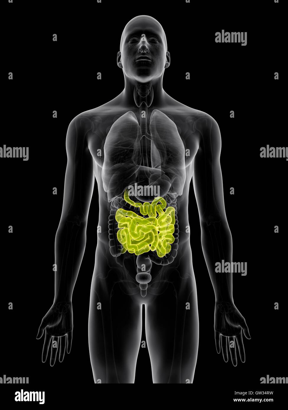 Human Small Intestine Color/image Human small intestine, illustration Stock Photo - Alamy