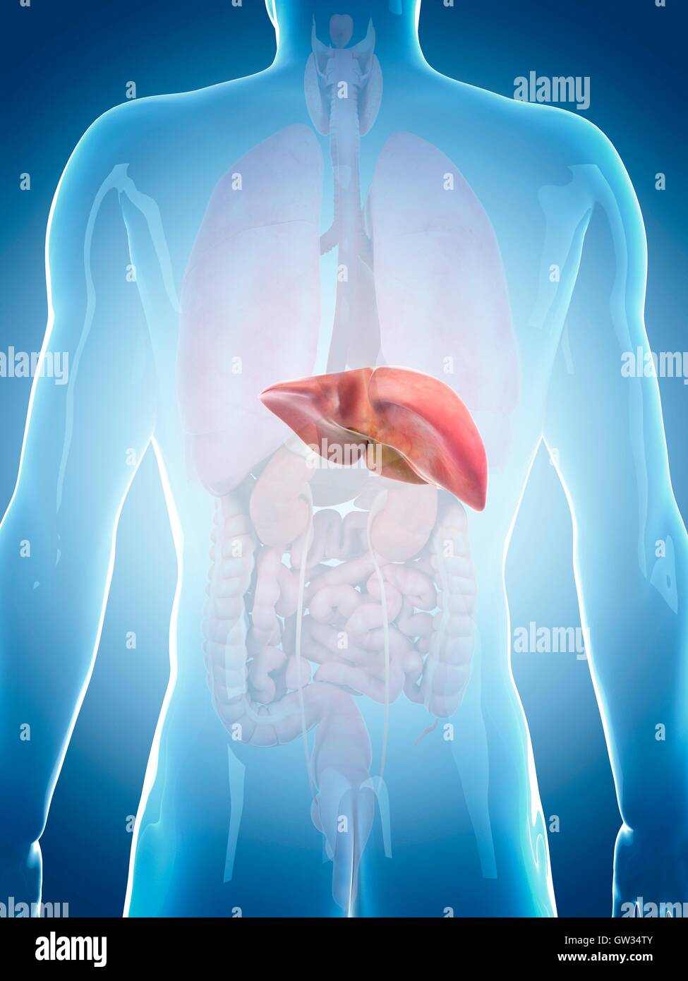 Human liver, illustration Stock Photo - Alamy