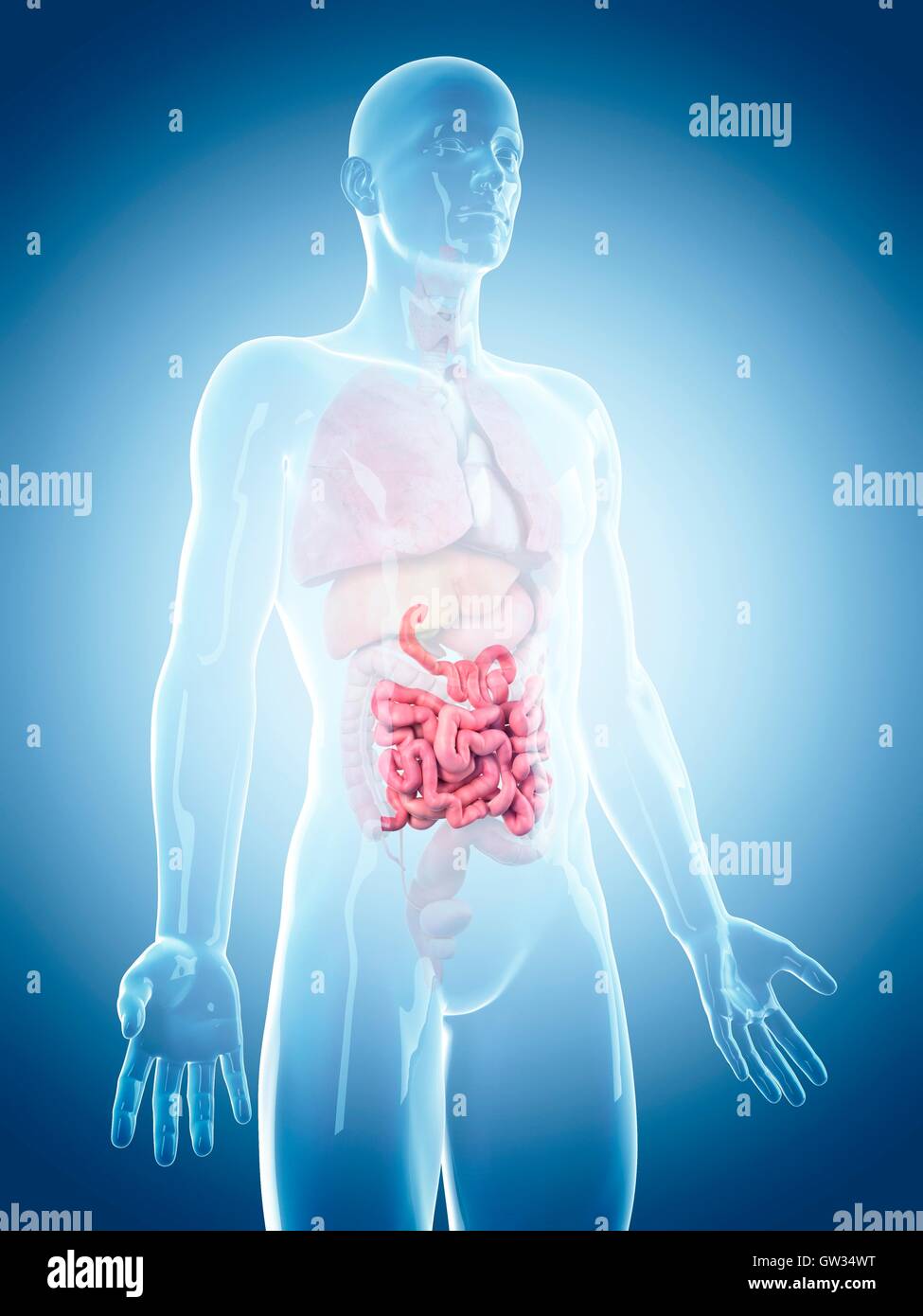 Human Small Intestine Color/image Human small intestine, illustration Stock Photo - Alamy