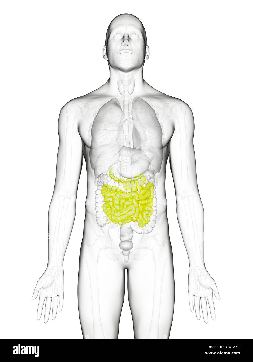 Human Small Intestine Color/image Human small intestine, illustration Stock Photo - Alamy