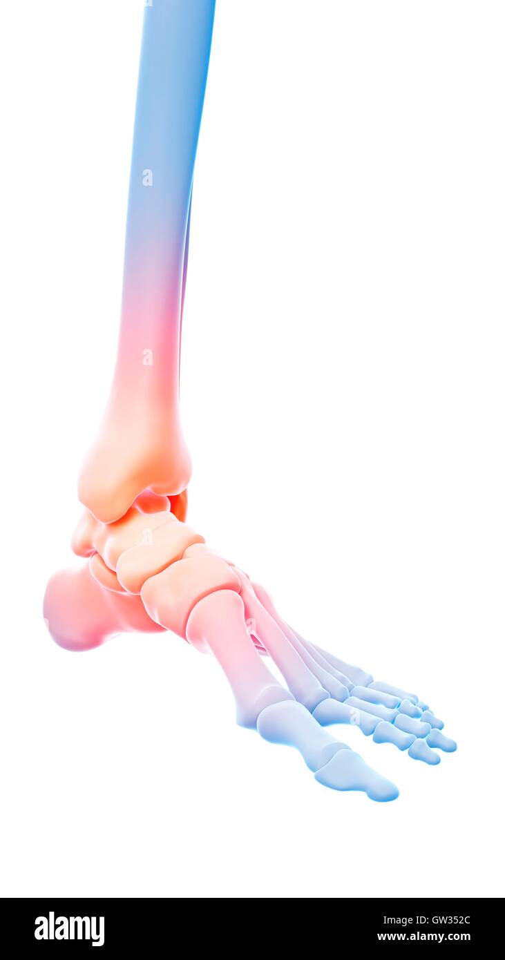 Human ankle pain, illustration Stock Photo - Alamy