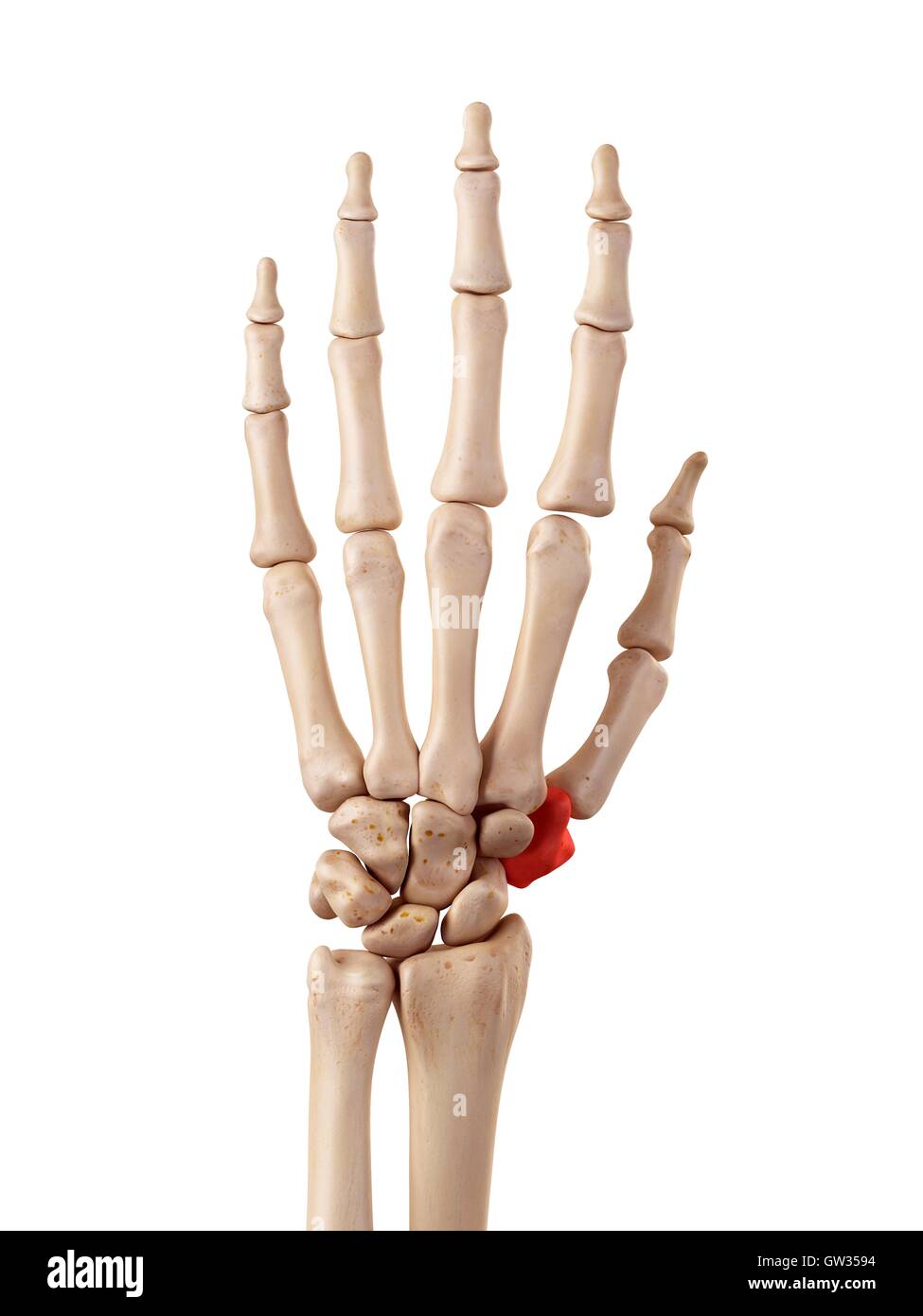 Human Hand Bones Illustration Stock Photo Alamy
