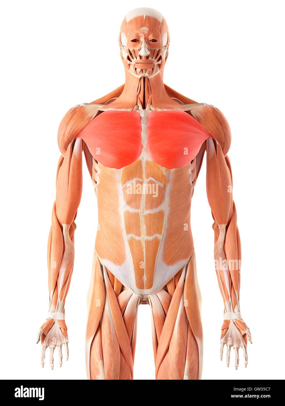 Chest Muscles Anatomy - Chest Workout 5 Exercises To Build The Upper Chest Myprotein - The thorax is located in the upper trunk, defined anteriorly by the sternum bone, laterally thorax muscles internal view.