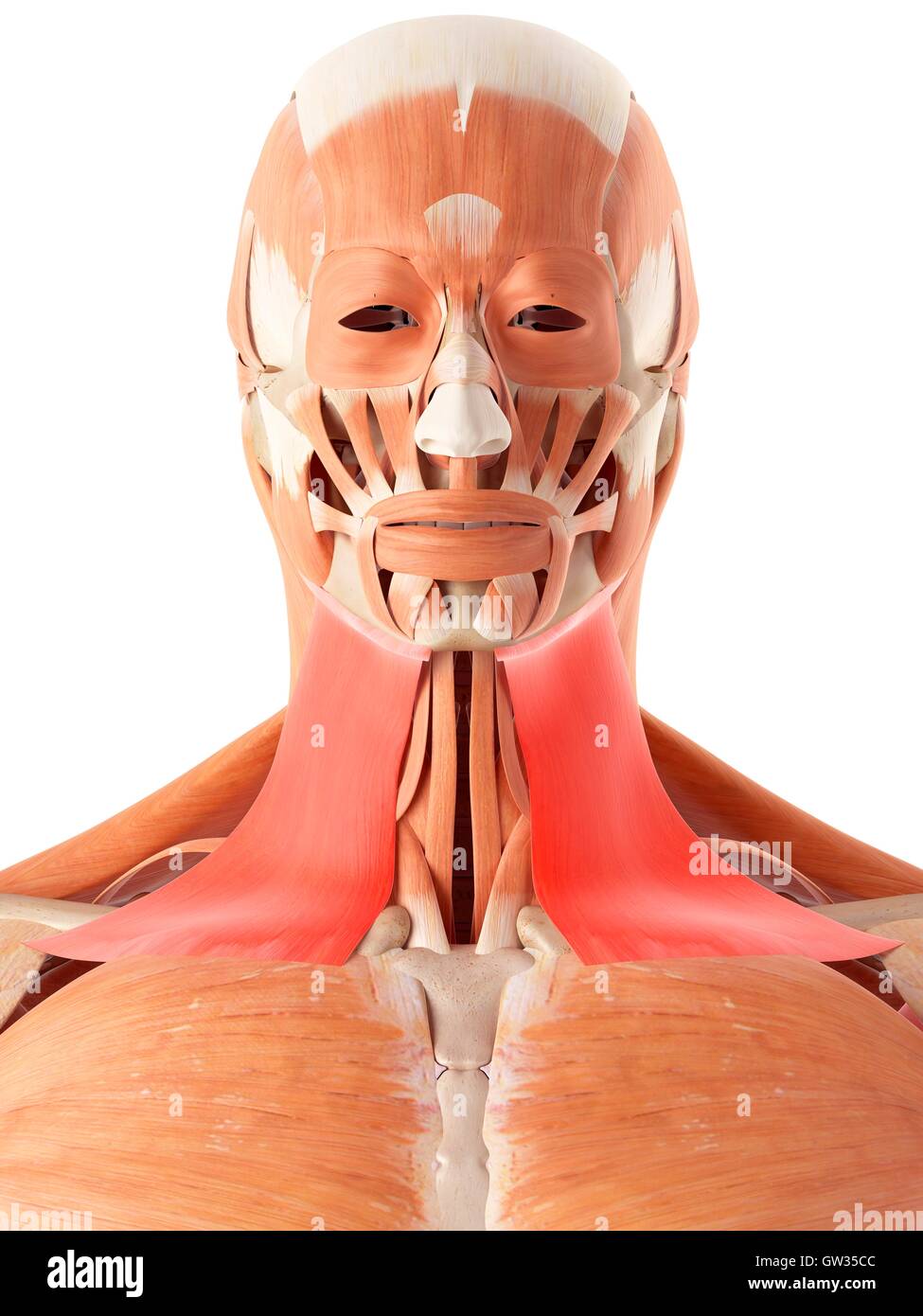 Human neck muscles, illustration Stock Photo Alamy