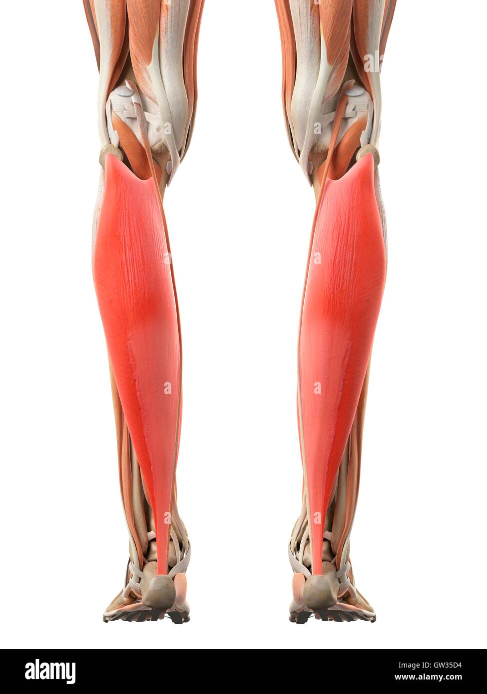 Human leg muscles, illustration Stock Photo Biology Diagrams