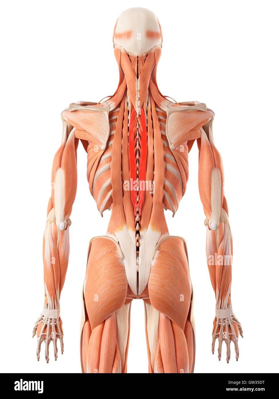 Human back muscles, illustration. Stock Photo