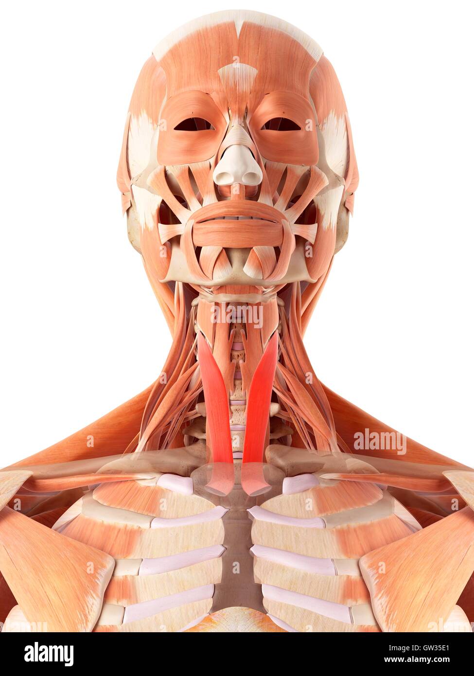Human neck muscles, illustration Stock Photo Biology Diagrams
