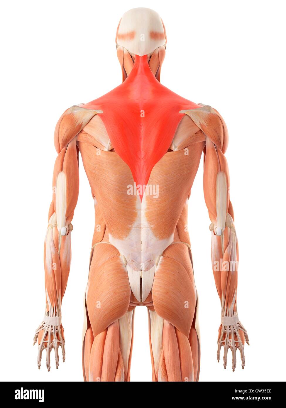 Human Back Muscles Illustration Stock Photo Alamy