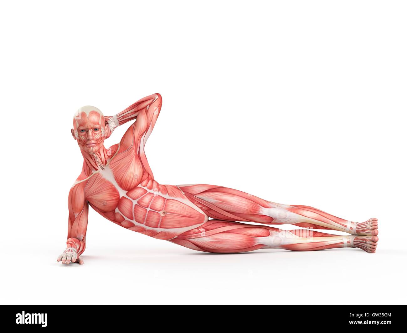 Muscular system of person exercising in side bridge position, illustration. Stock Photo
