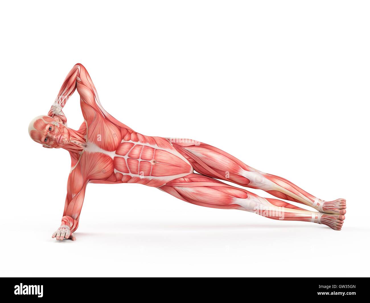 Muscular system of person exercising in side bridge position, illustration. Stock Photo