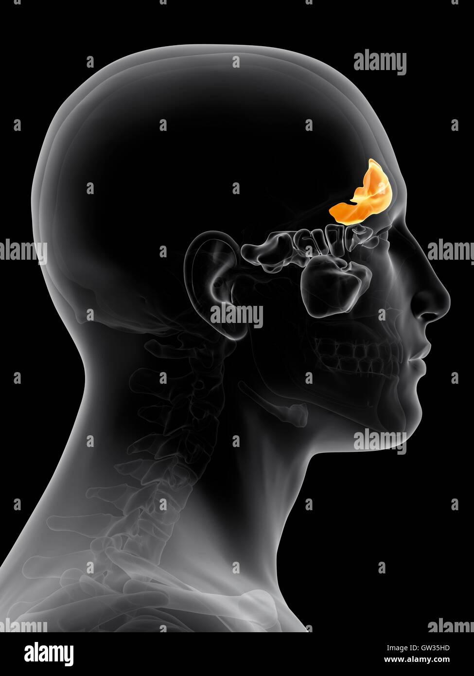 Frontal Sinus High Resolution Stock Photography and Images Alamy