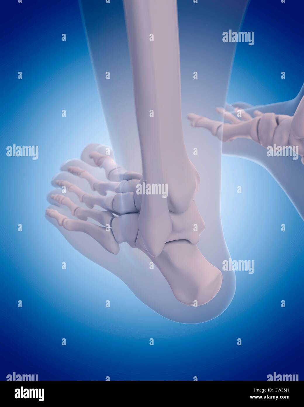 Bones of the human foot, illustration. Stock Photo