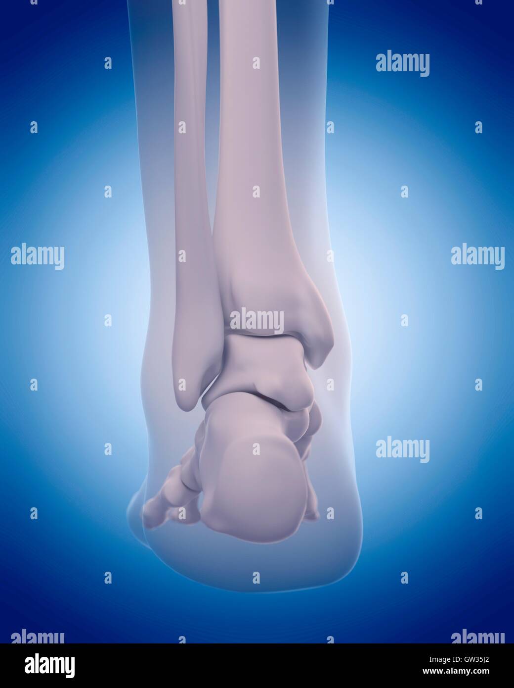 Bones of the human foot, illustration. Stock Photo