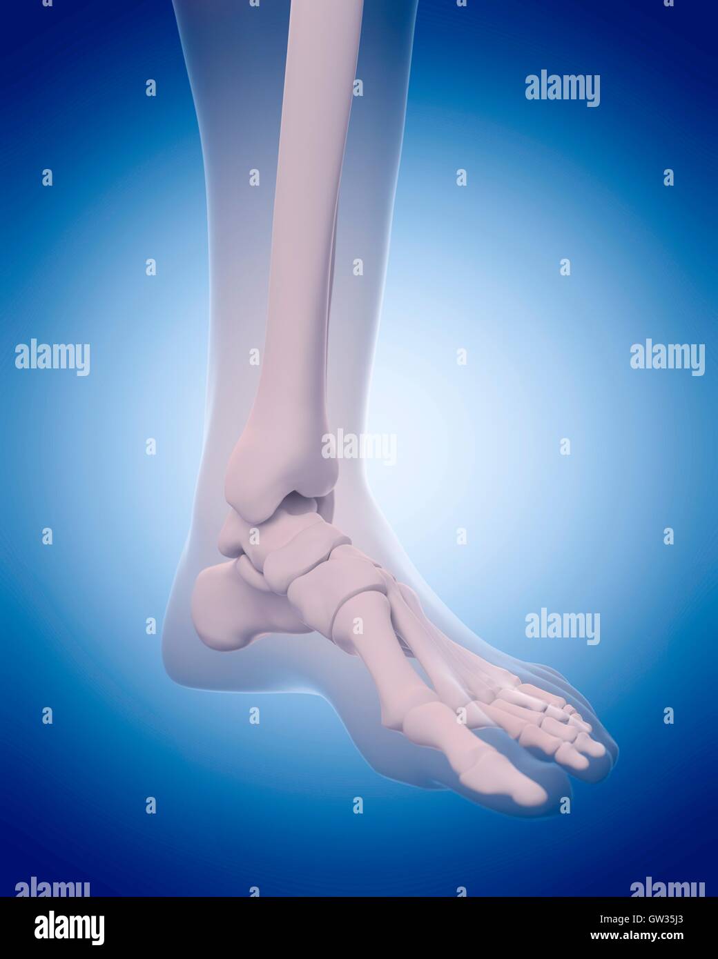 Bones of the human foot, illustration. Stock Photo