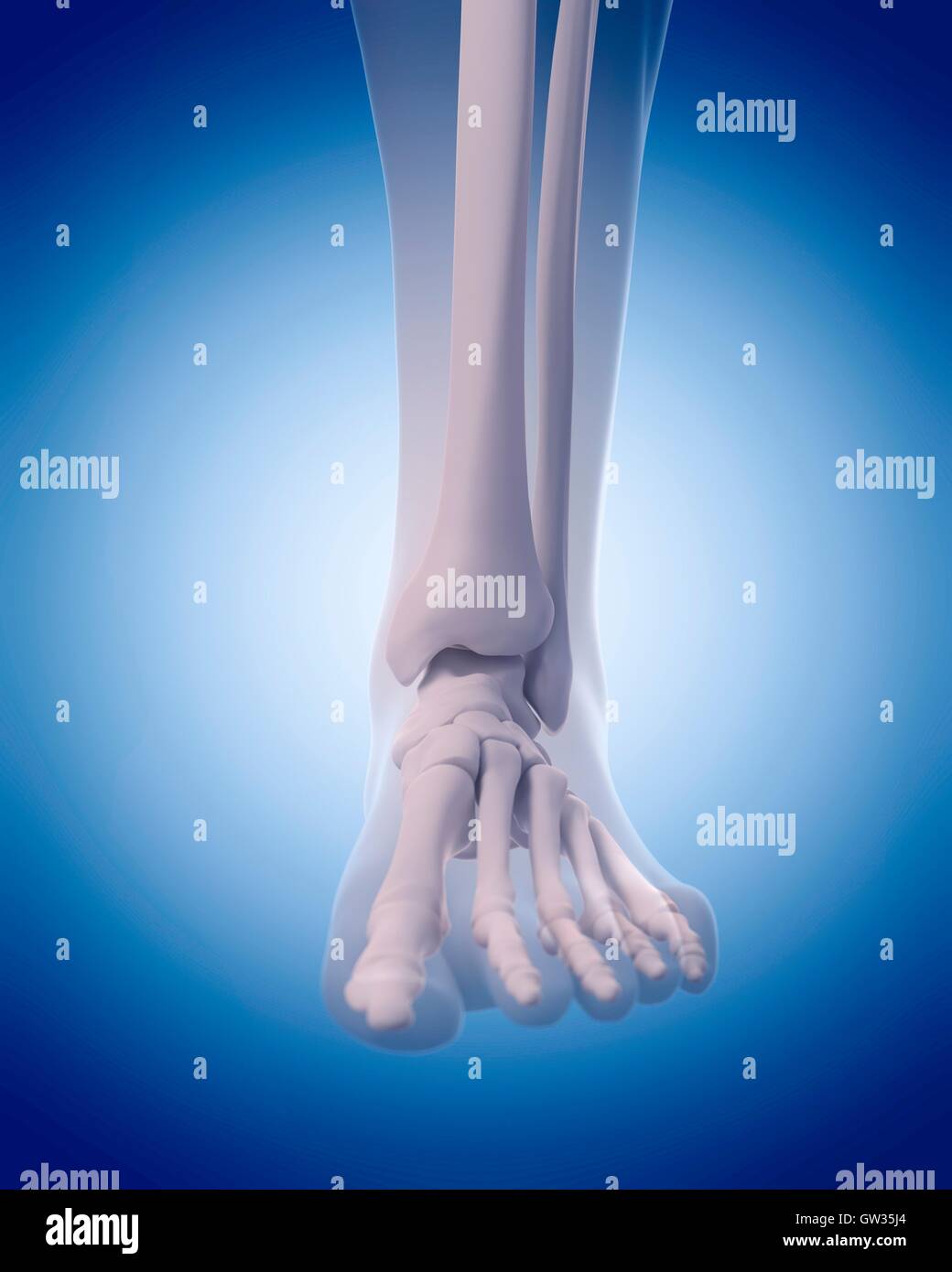 Bones of the human foot, illustration. Stock Photo