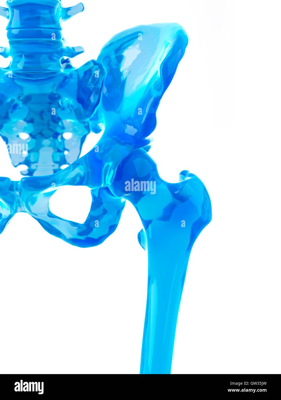 Human hip bones, illustration Stock Photo Alamy