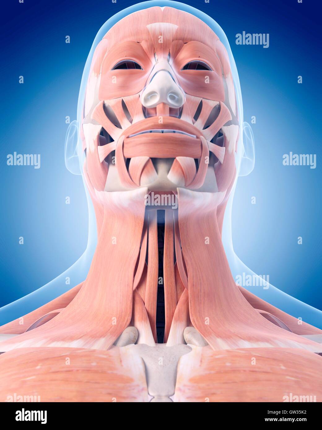 Human neck muscles illustration Stock Photo Biology Diagrams