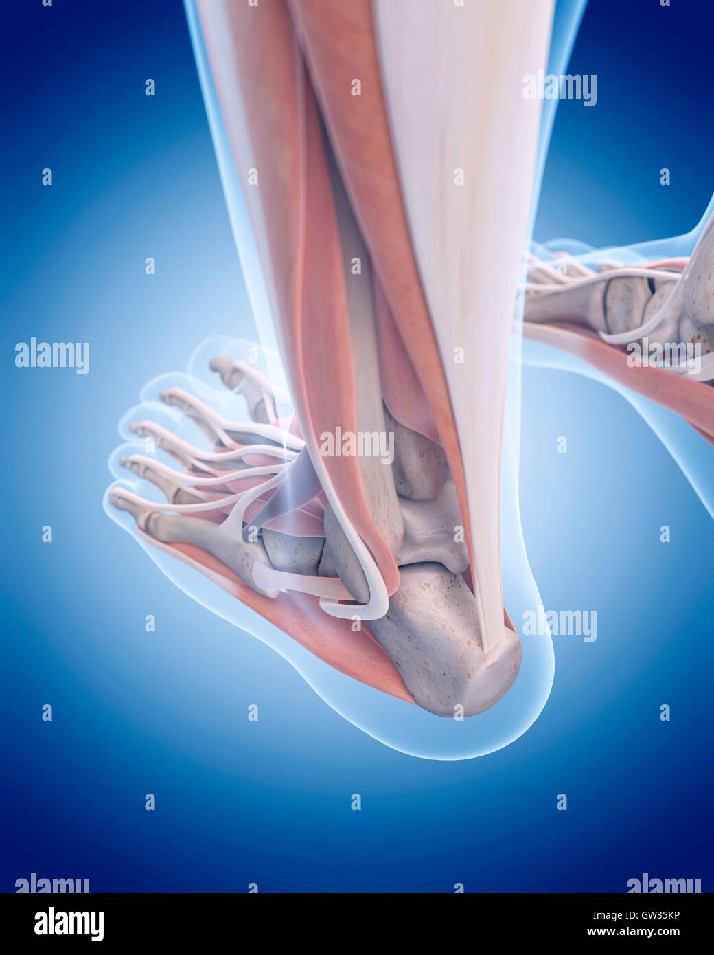 Human achilles tendon, illustration Stock Photo Alamy