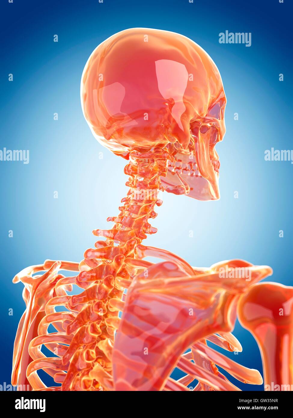 Human cervical spine, illustration Stock Photo - Alamy
