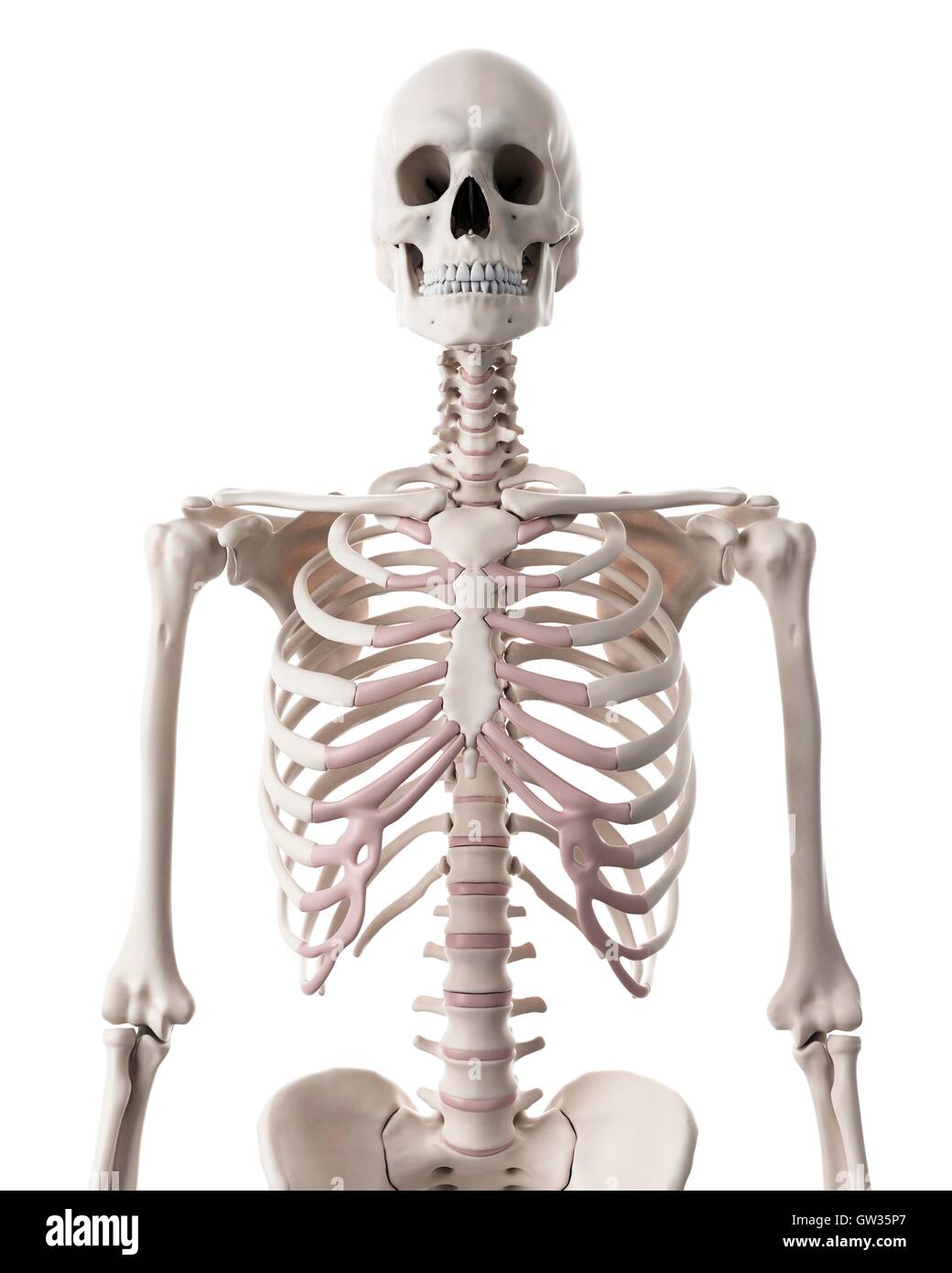Human skeleton, illustration. Stock Photo