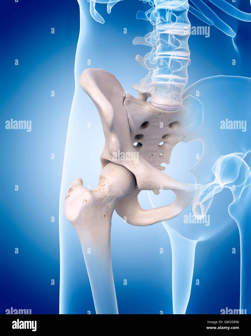 Human Hips Reference Human hip, illustration Stock Photo - Alamy