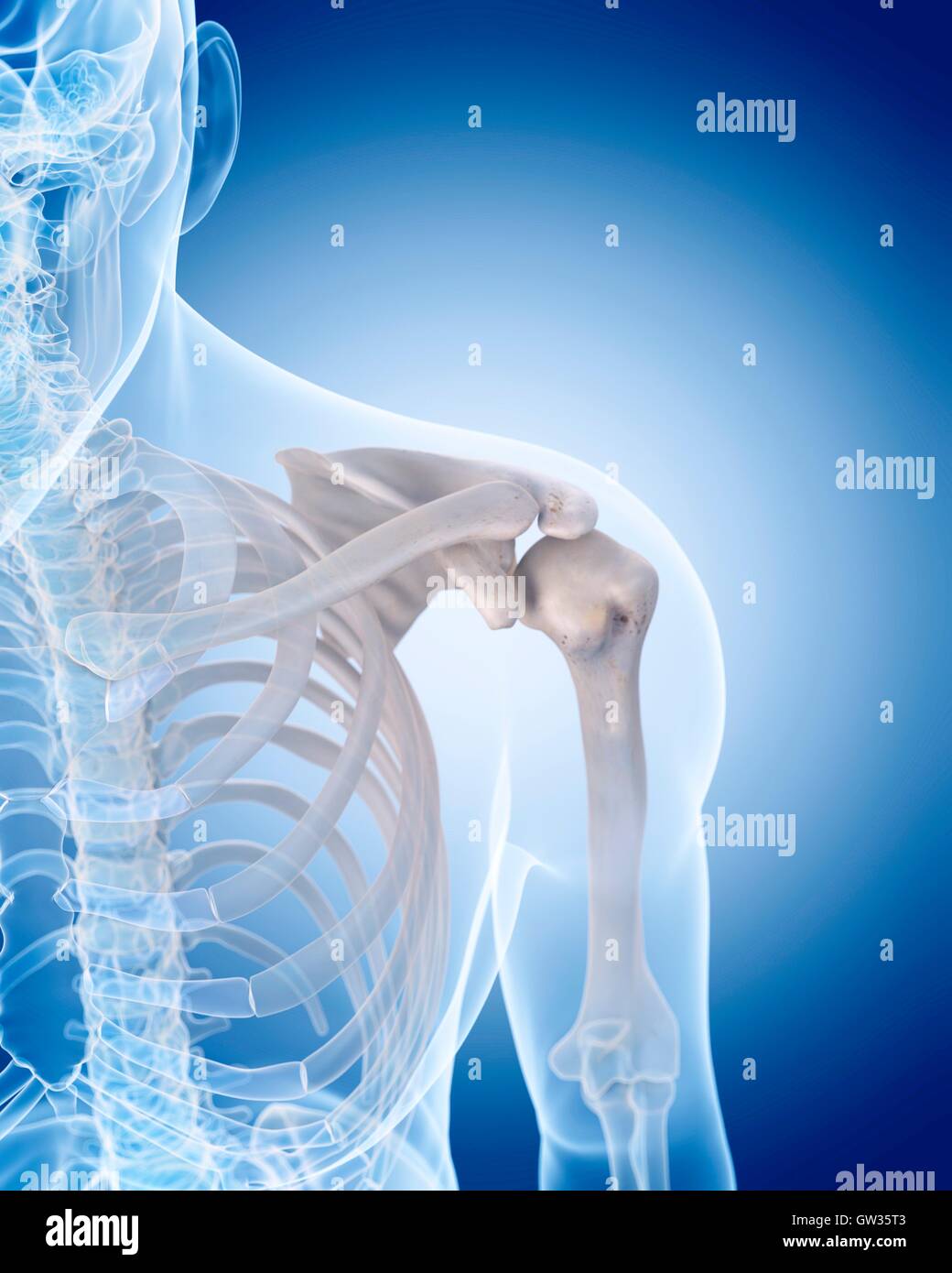 Bone structure of the shoulder hi-res stock photography and images - Alamy