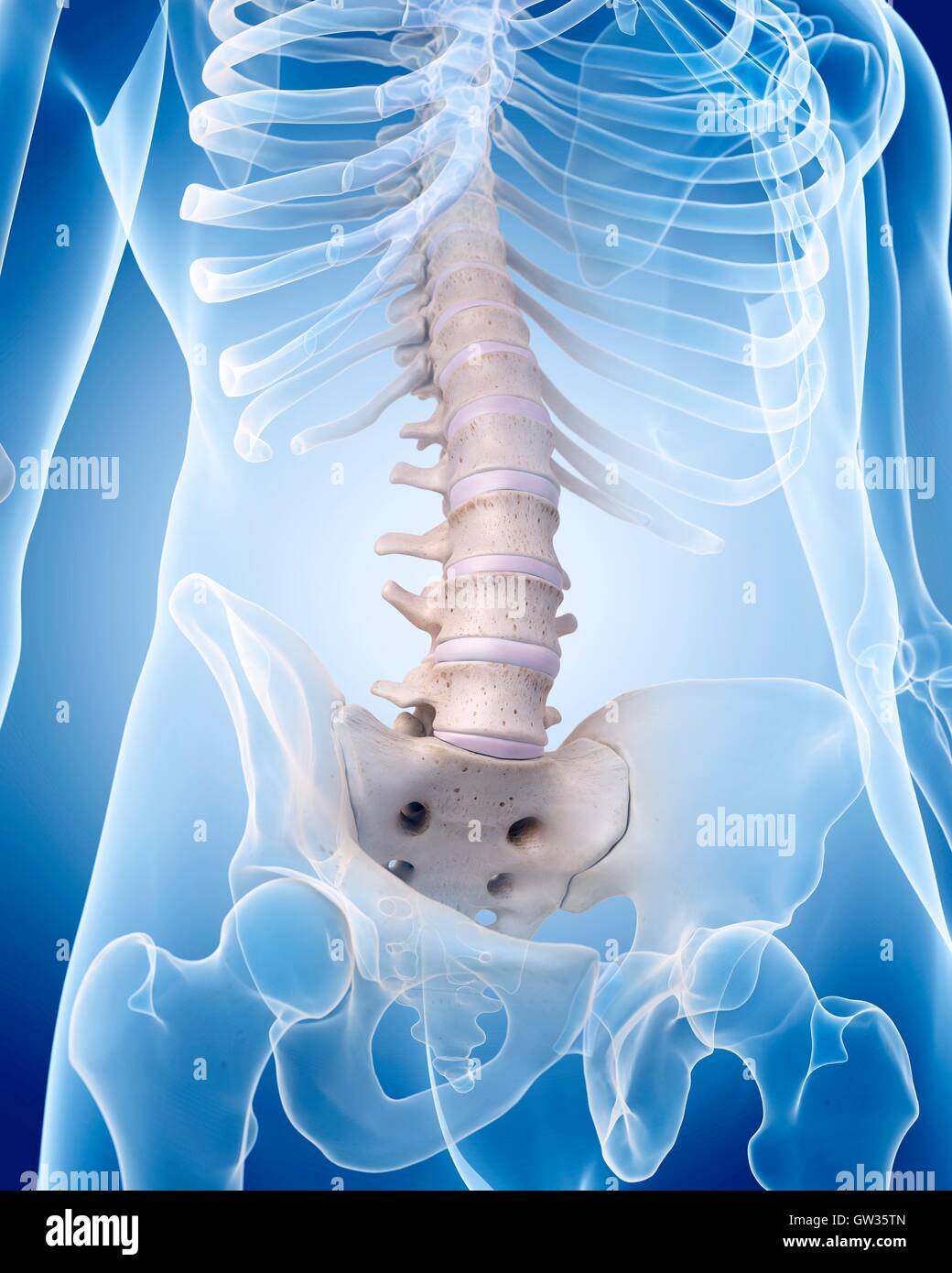 Human lumbar spine, illustration. Stock Photo