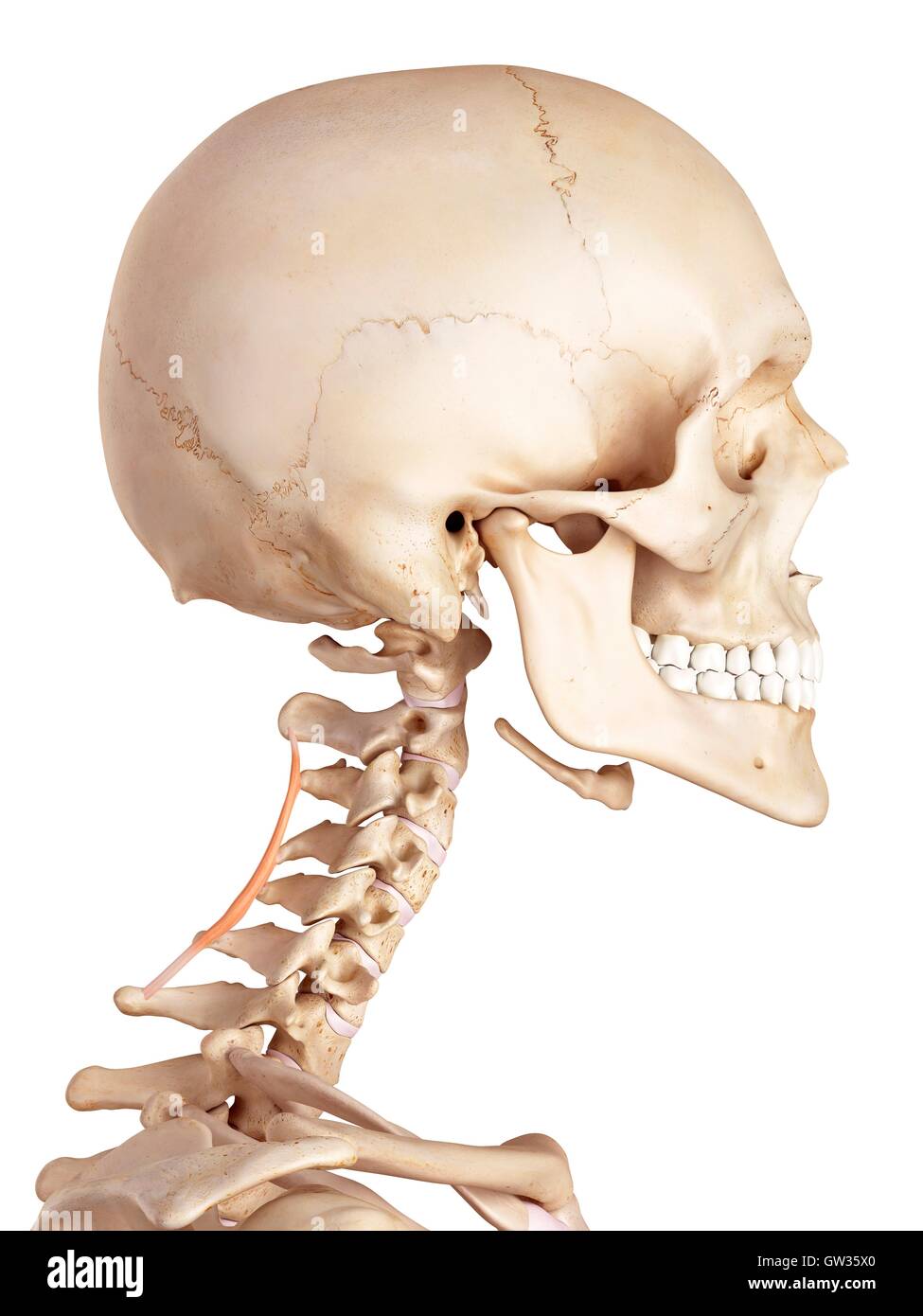 Human cervical muscle, illustration. Stock Photo