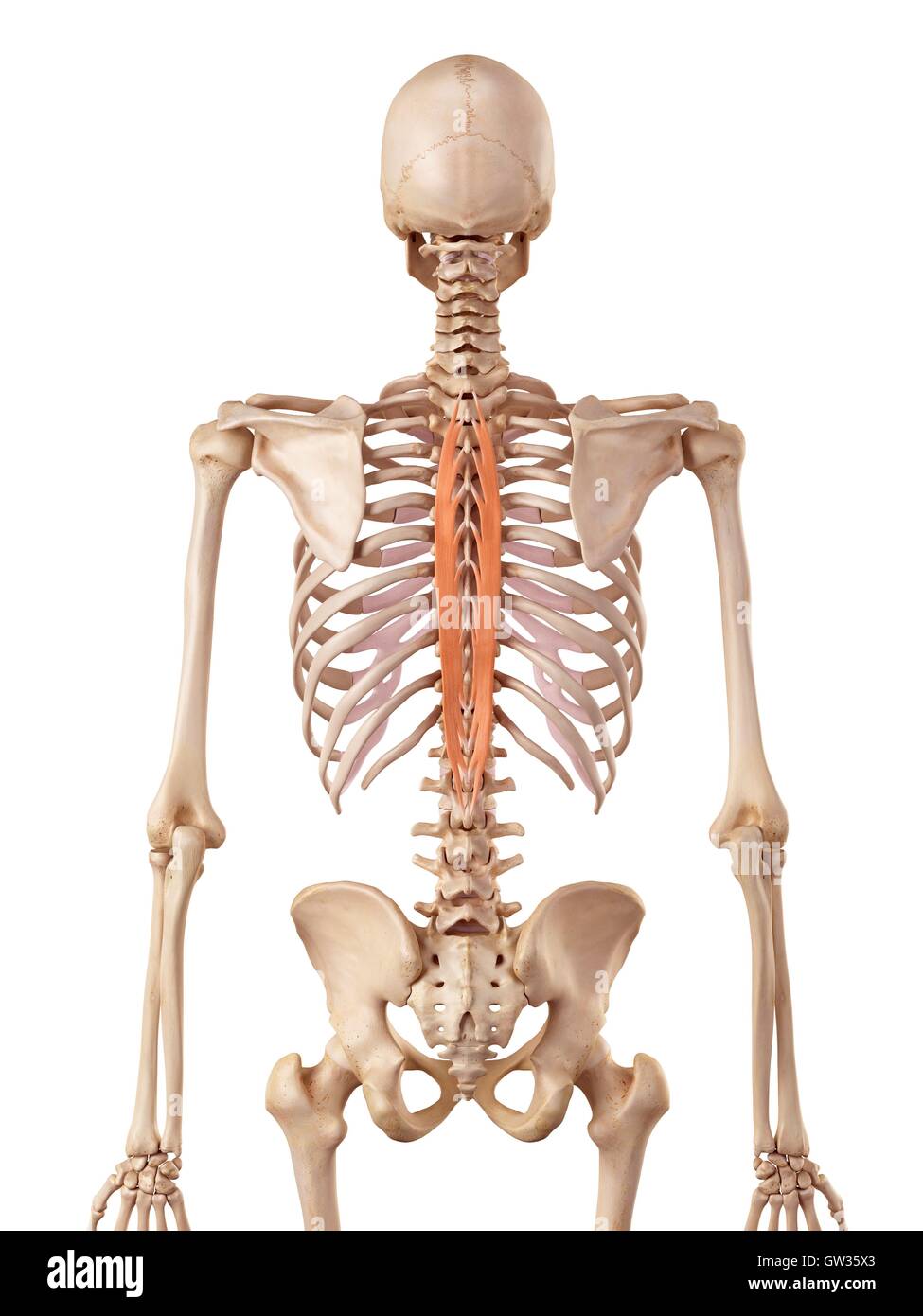 Spinalis Thoracis Muscle Stock Photos & Spinalis Thoracis Muscle Stock