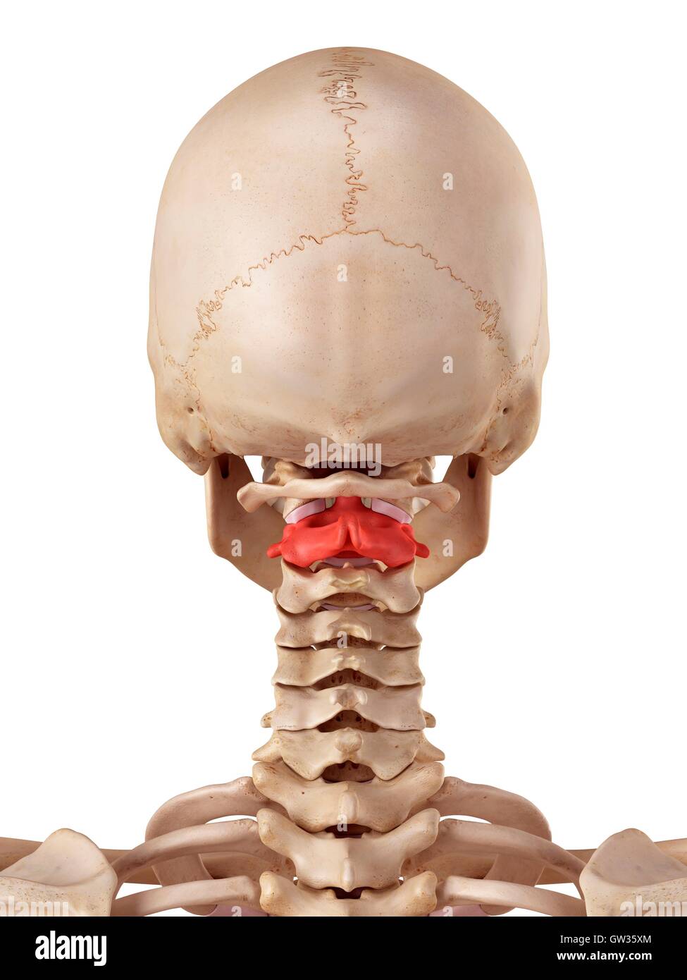 Human axis bone, illustration. Stock Photo