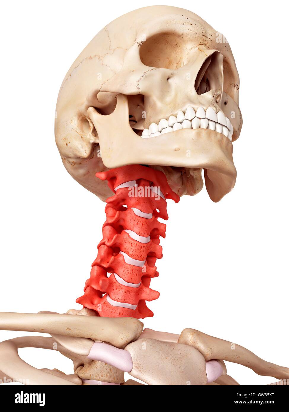 Human cervical spine, illustration. Stock Photo