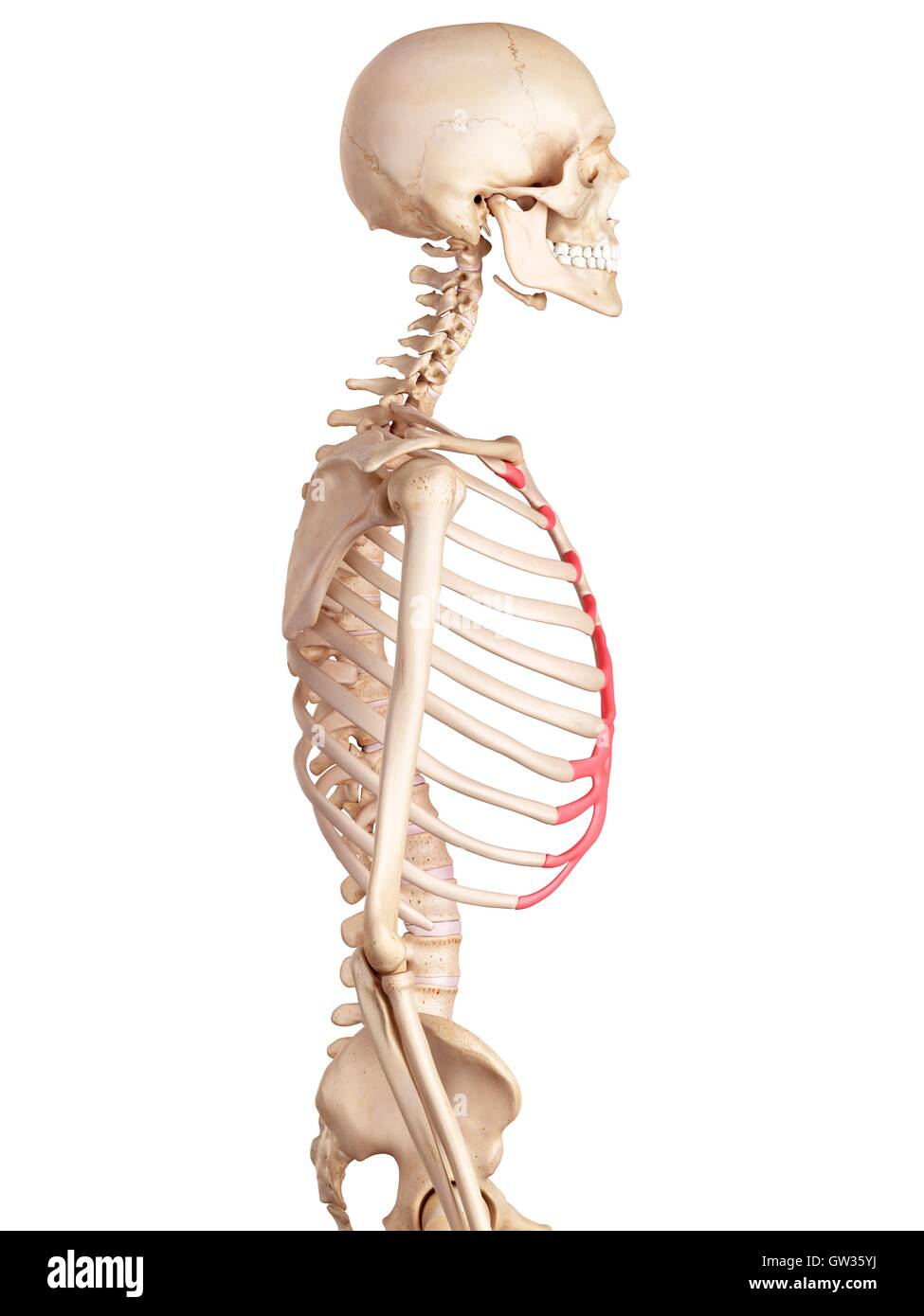 Human rib cartilage, illustration Stock Photo - Alamy