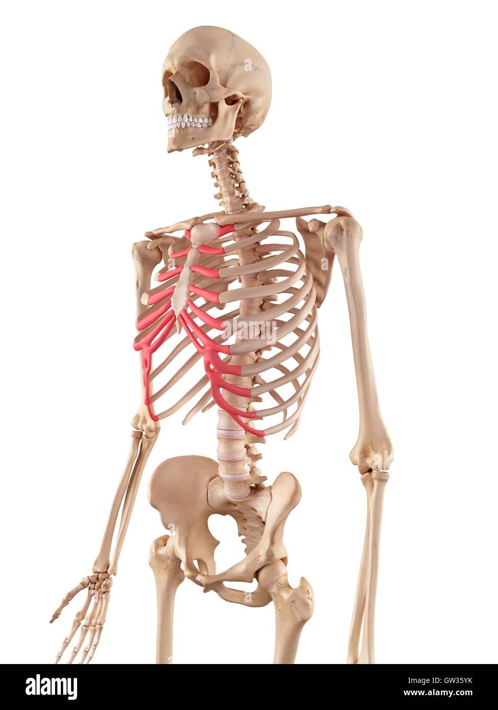 Rib Cartilage Anatomy