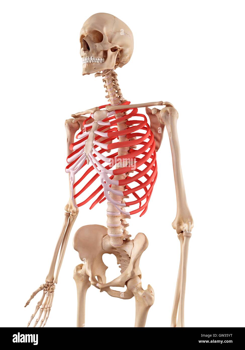 Human ribcage, illustration Stock Photo Alamy