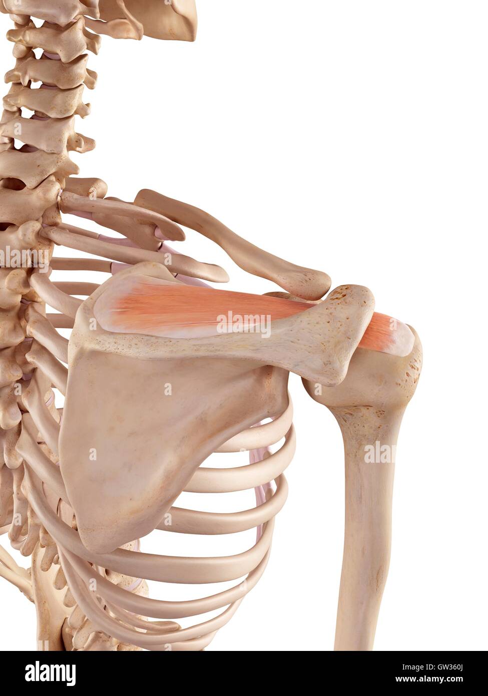 Supraspinatus muscle hi-res stock photography and images - Alamy