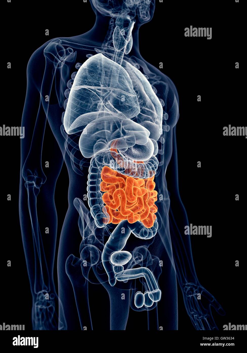 Human Small Intestine Color/image Human small intestine, illustration Stock Photo - Alamy