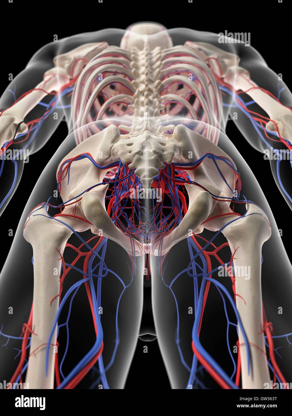 Pelvic Arteries High Resolution Stock Photography and Images - Alamy